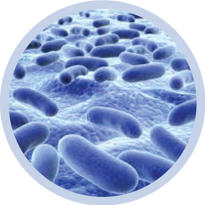 bacteria | PolyPid